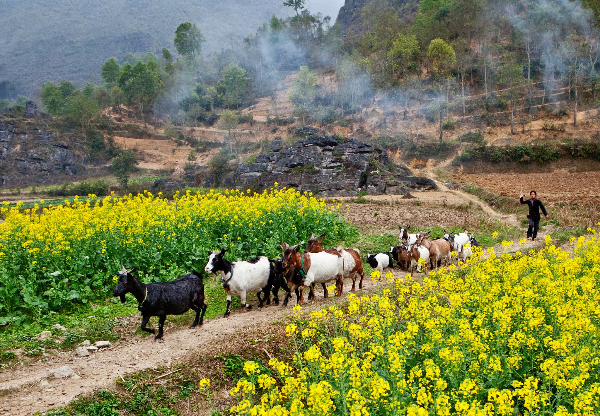 cao nguyên đá Đồng Văn