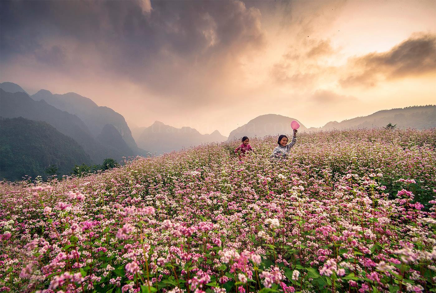 Hoa tam giác mạch Hà Giang