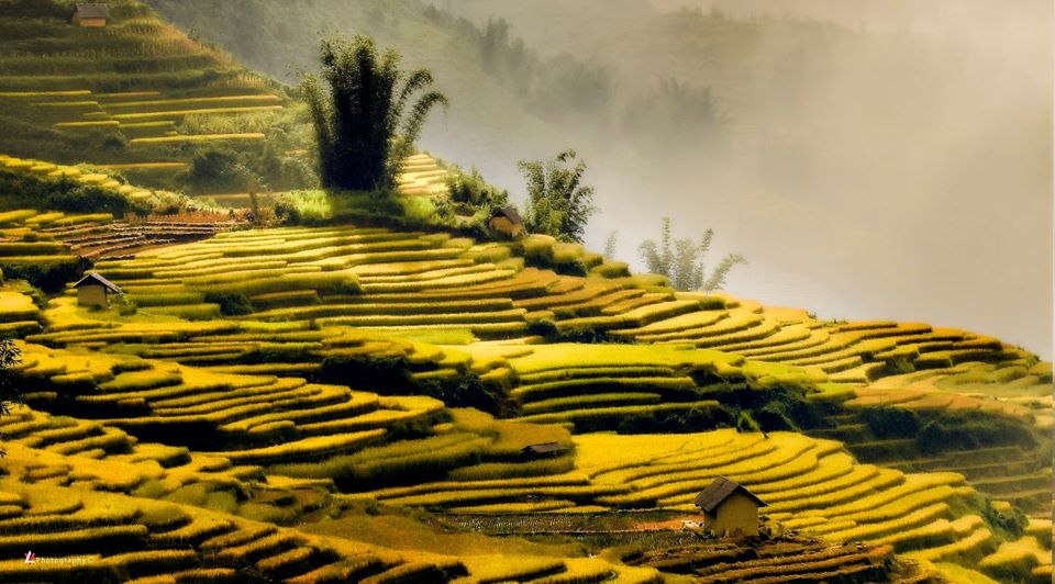 ruộng bậc thang ở Y Tý mùa lúa chín