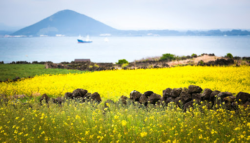 Hoa cải vàng Hà Giang